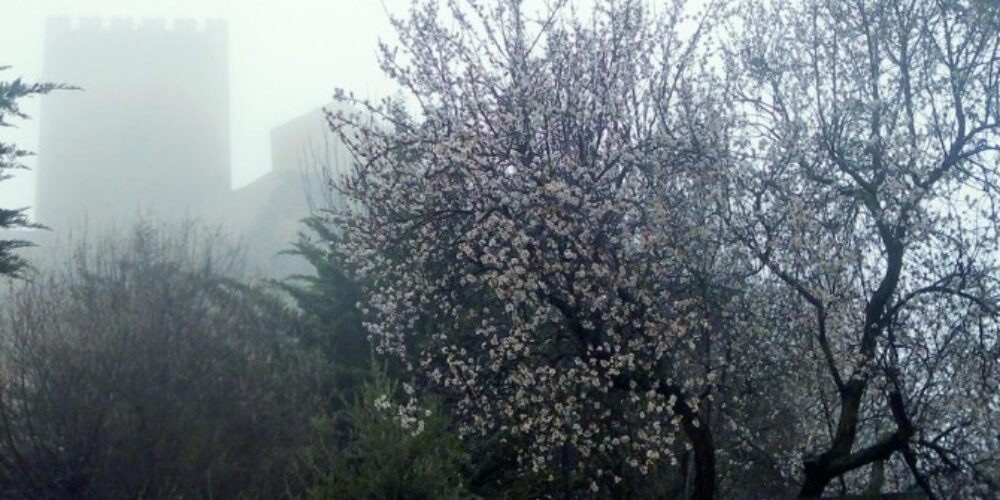 La floración de los almendros